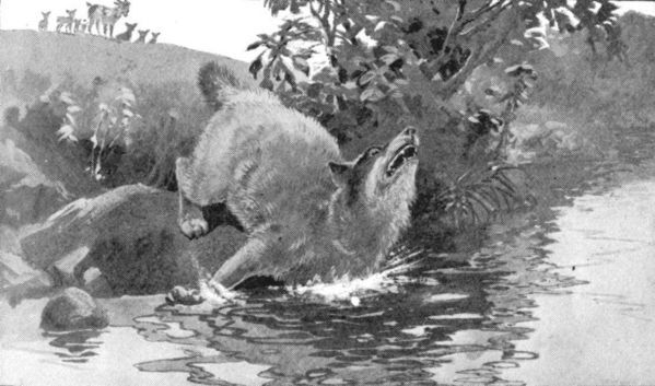 Wolf at Brook