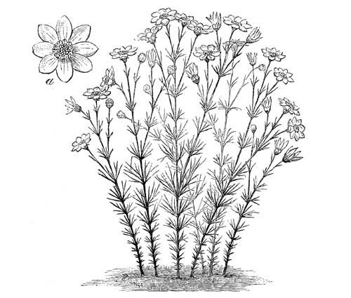 Fig. 27.