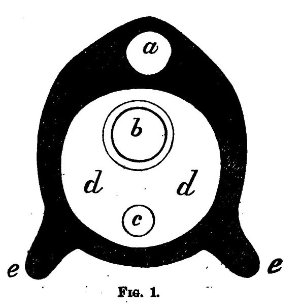 Figure 1. (section Through a Horse.)