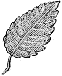 title page leaf