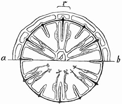 Fig. 99.