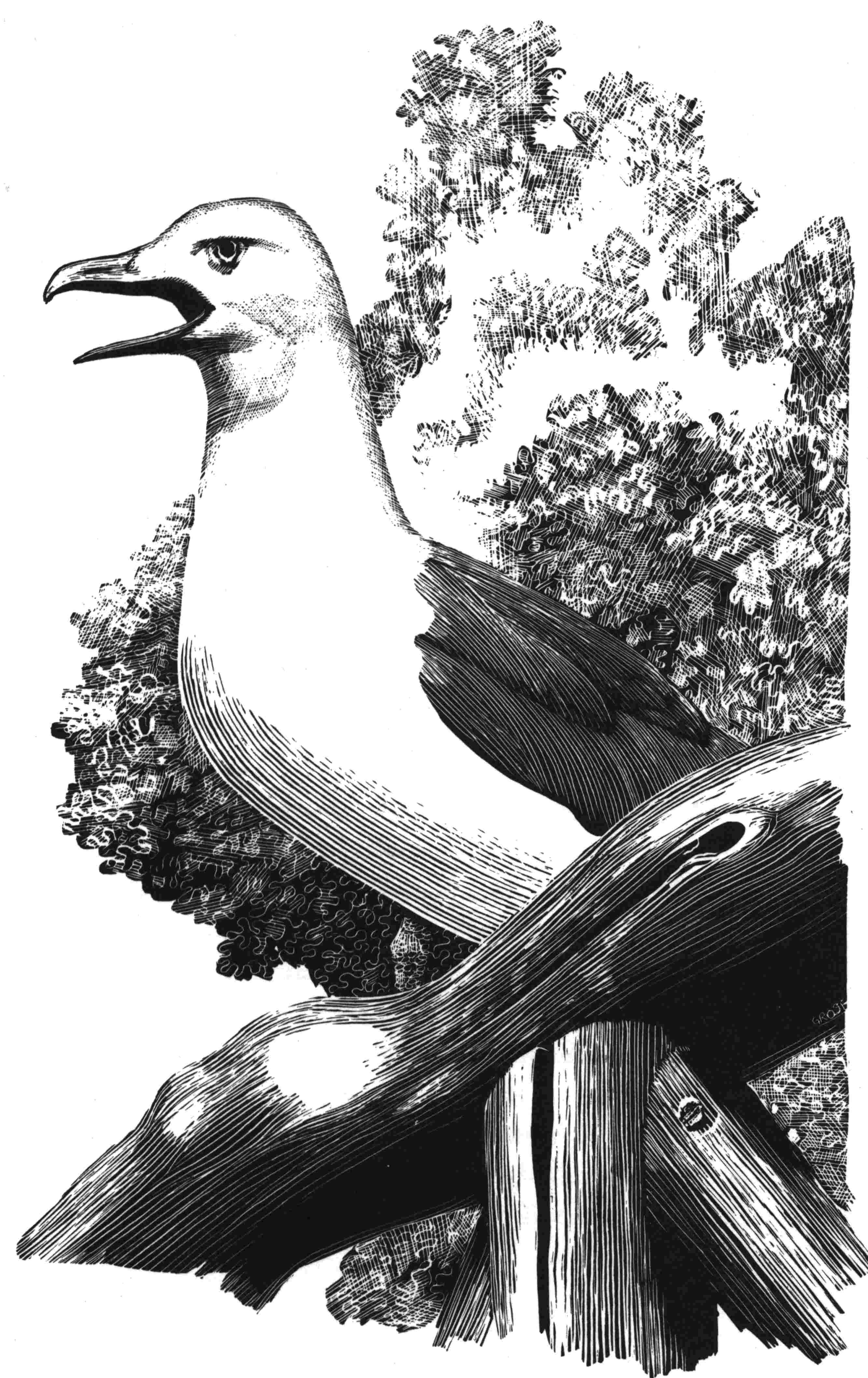 Seagull
