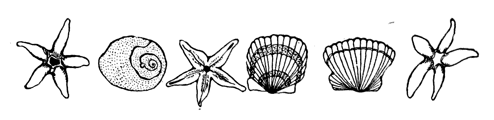 row of starfish  and sea shells