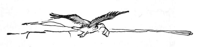 Sea bird