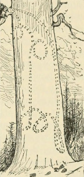 TRACK OF DOUGLAS SQUIRREL
ONCE DOWN AND UP A PINE-TREE WHEN SHOWING OFF TO A SPECTATOR