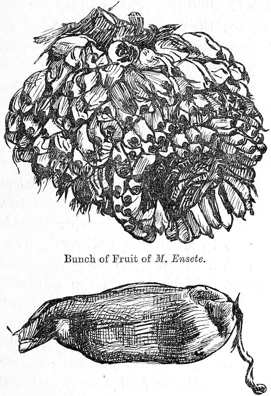 Bunch of Fruit of M. Ensete.